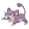 rattata