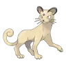 persian