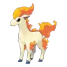 ponyta