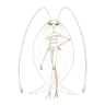 pheromosa