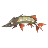 barraskewda