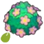 Adorable-hedge seeds
