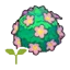 Adorable hedge sapling