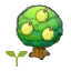 Aspear tree sapling