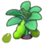 Bean seeds