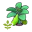 Blooming bean plant