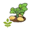Blooming potato plant