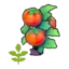 Blooming Tomato plant