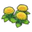 Dandy flowers