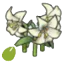 Elegant-flower seeds