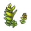 Fern