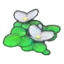 Flowering Duckweed