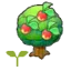 Leppa tree sapling