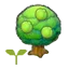 Lum tree sapling