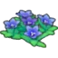 Mountain flowers