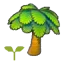 Palm tree sapling