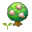 Pecha tree sapling