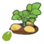Potato seeds