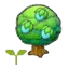 Rawst tree sapling