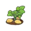 Ripe potato plant