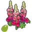 Robust-flower seeds