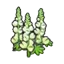 Robust flower (white)