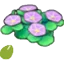 Seashore-flower seeds