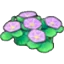 Seashore flowers