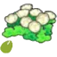 Skyland-flower seeds
