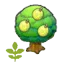 Small Aspear tree