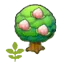 Small Pecha tree