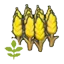 Small wheat plant