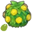 Stylish-hedge seeds