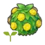 Stylish hedge sapling