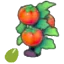 Tomato seeds