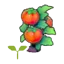 Tomato sprout
