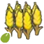 Wheat seeds