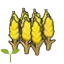 Wheat sprout