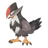Staraptor